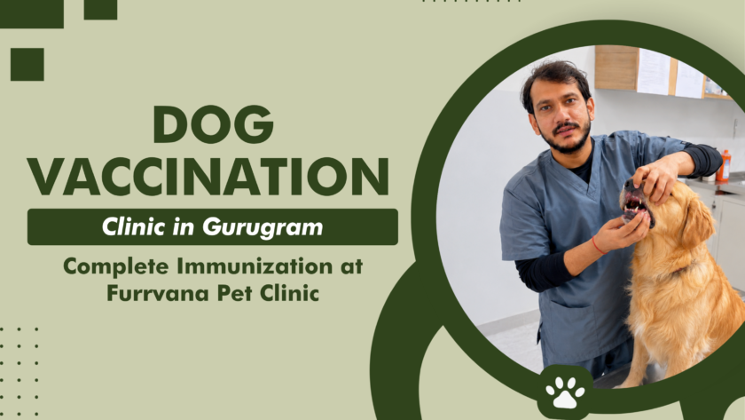 dog-vaccination-clinic-gurugram