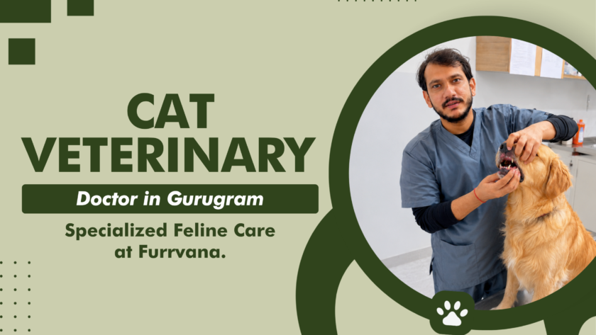 cat-veterinary-clinic-gurugram