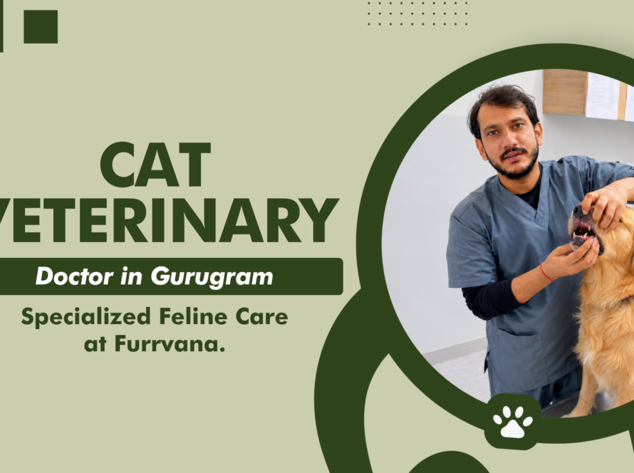 cat-veterinary-clinic-gurugram